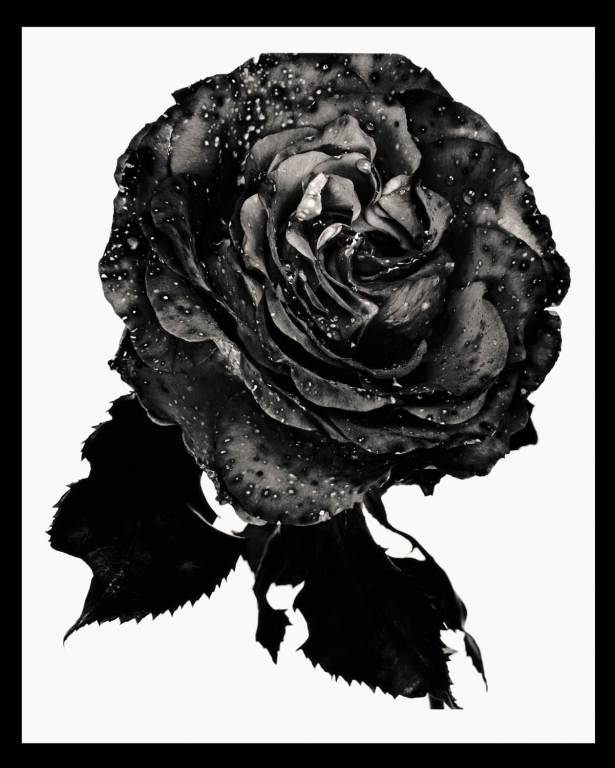 Nick Knight - Black Rose - 1993-2012.   