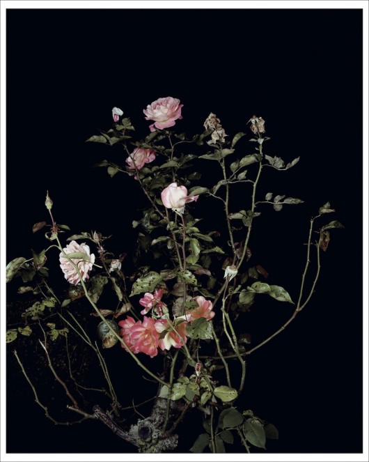 Sarah Jones, The Rose Gardens (Display: II) (III), 2013.