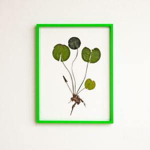 Olafur Eliasson - Herbarium - 2021