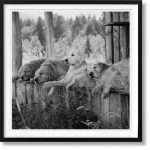 Bruce Weber - The Golden Retriever Photographic Society - Art Edition No. 1–100 ‘Little Bear Ranch, Montana, 1996’ - 2021